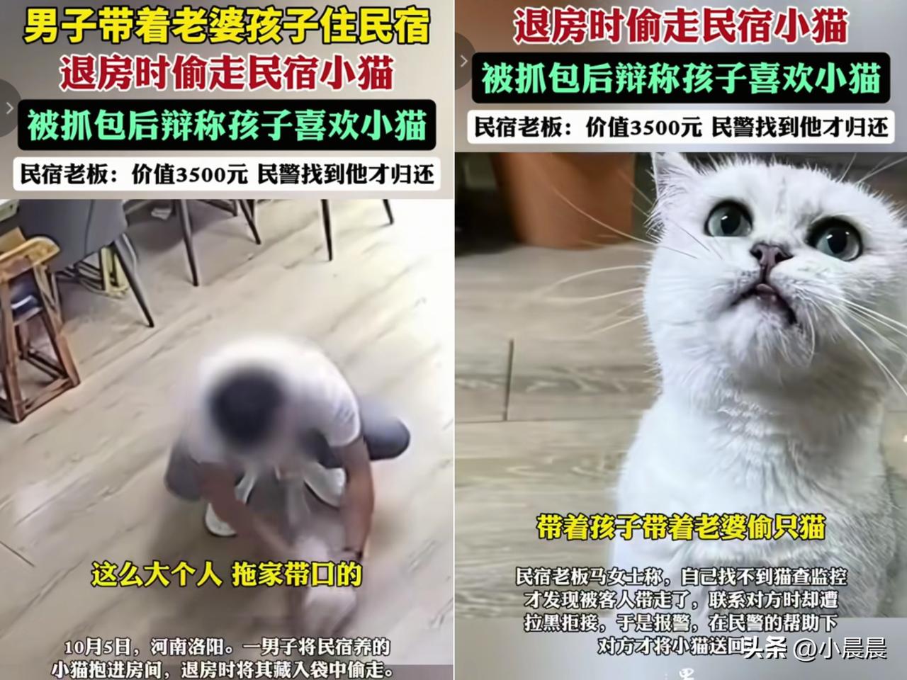 “真开眼了！”洛阳民宿老板找猫找到崩溃，调监控一看气笑了！退房的一家子居