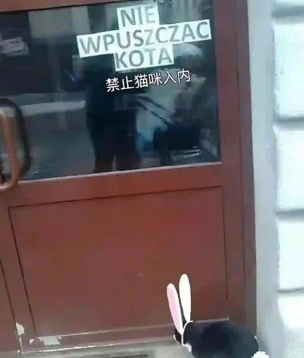 老大我们这样装疯卖傻真的能过关吗一波猫猫梗图世界破破烂烂猫猫缝缝补补​​​