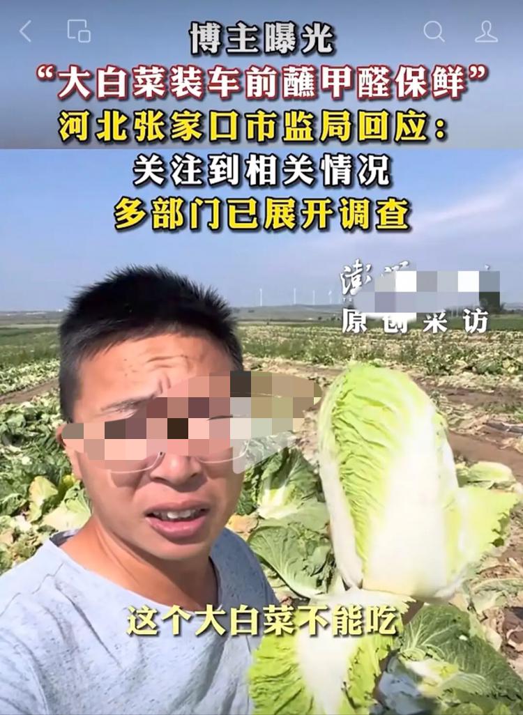真的越看越心寒！河北张家口康保县大白菜喜迎丰收，本该是惠民的好收成，却被无良收购