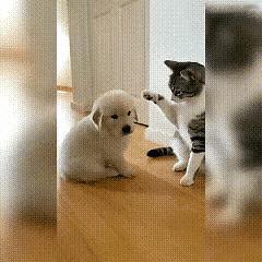 这个猫都成精了，开始老是欺负小狗，打小狗的头，打了十几下，后来大狗出来后，猫就不