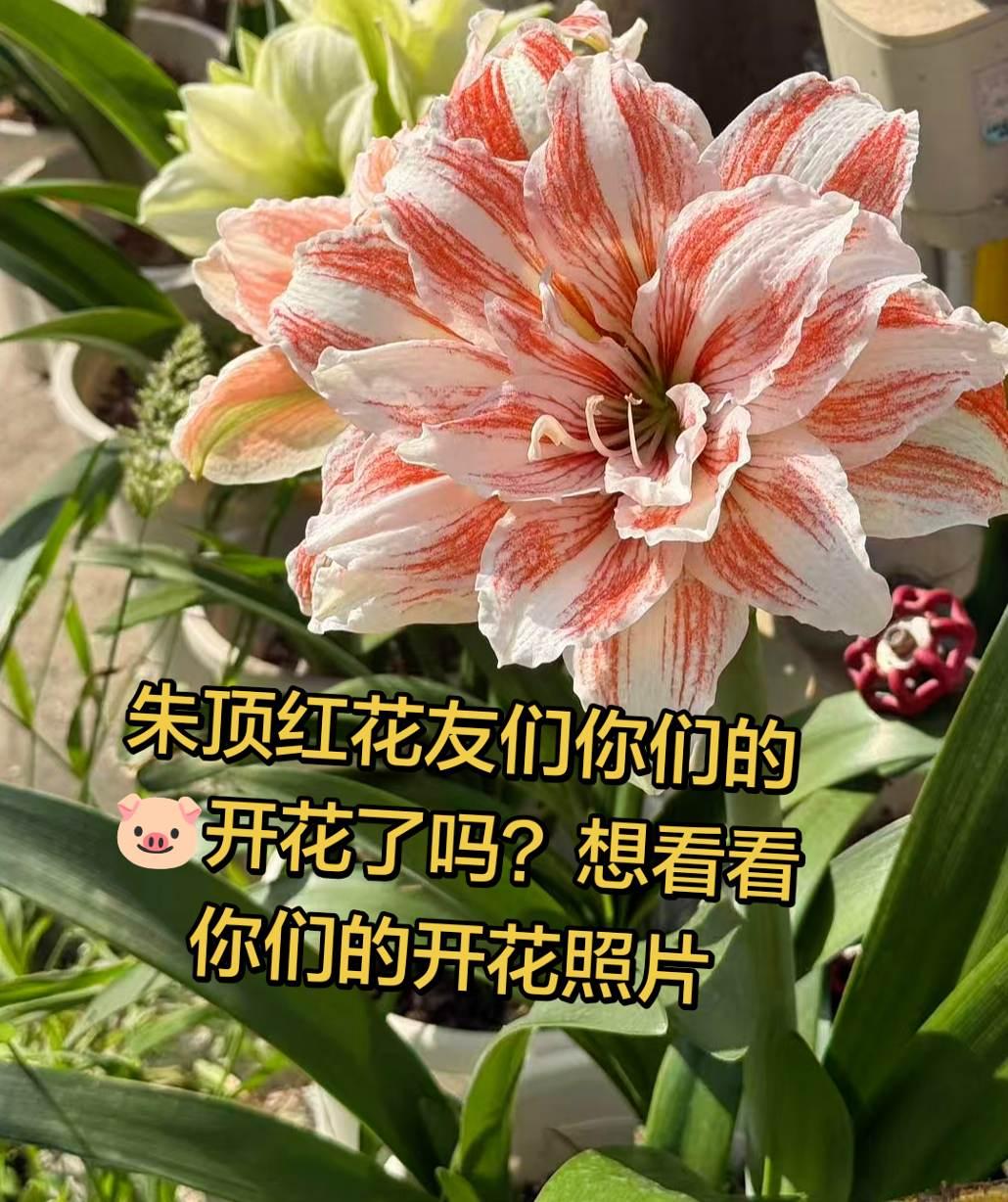 你们的朱顶红开花了吗？真实生活分享计划养花人的精神世界朱顶红种球种植朱顶红进