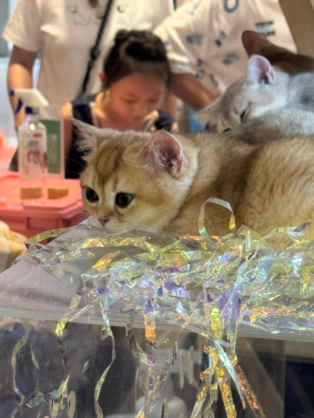 萌娃熊宝眼睛瞪的像铜铃🔔的猫咪鹏友圈·万象志​​​
