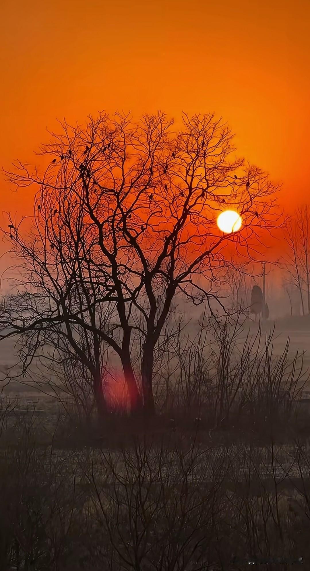 明知夕阳留不住，偏对余晖寄深情。