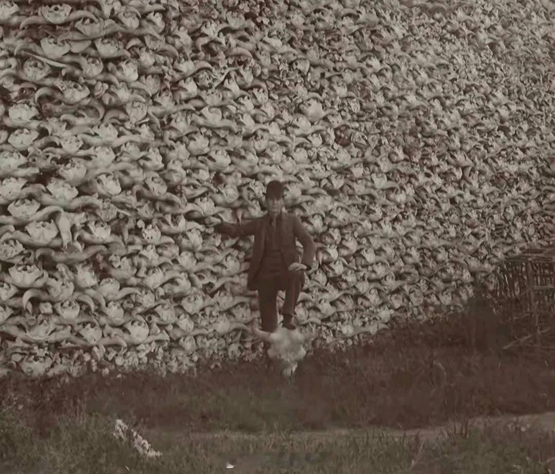 到1880年，对美洲野牛的近乎种族灭绝使它们的数量从3000万至6000万减少到