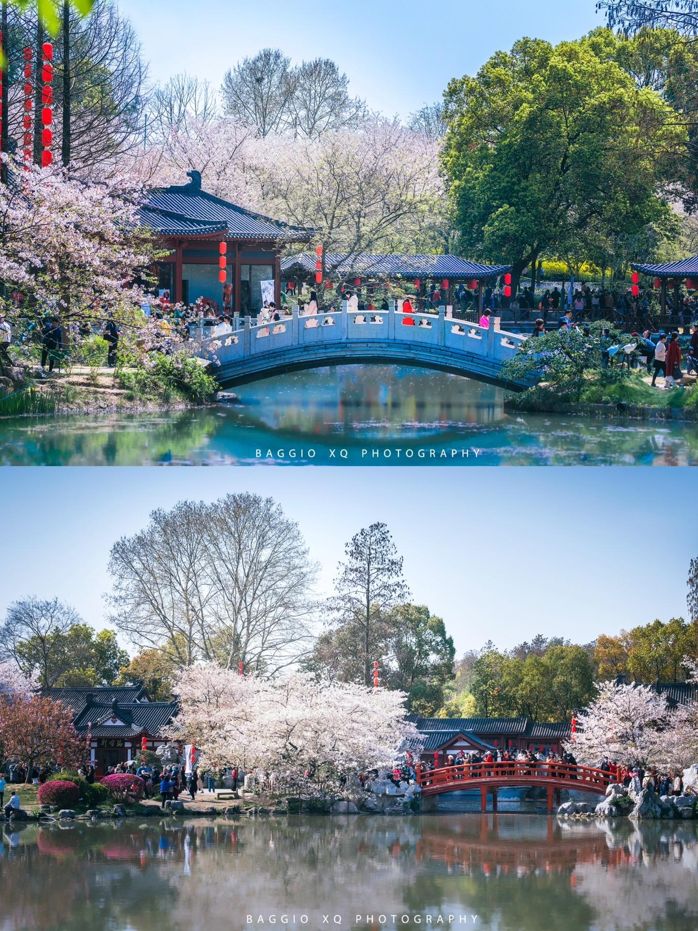 误入江南水乡|在东湖樱花园邂逅粉色春日。当樱花季即将来临，武汉东湖樱花...