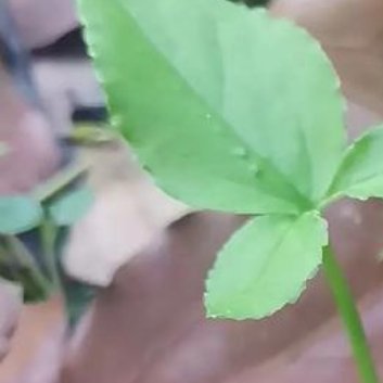 种植🍀半夏的栽培方法主要包括以下几个方面：1.选地整理：选择平坦、疏松、肥