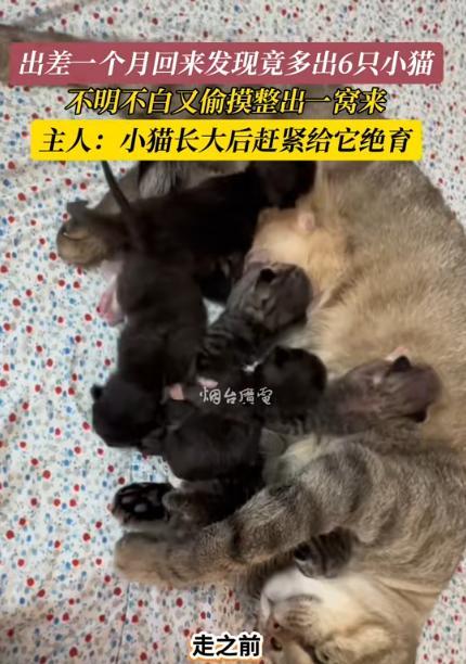 “万万没想到！”山东，女子要出差1个月，为了不让猫腻饿肚子，特意备了1月量的猫粮