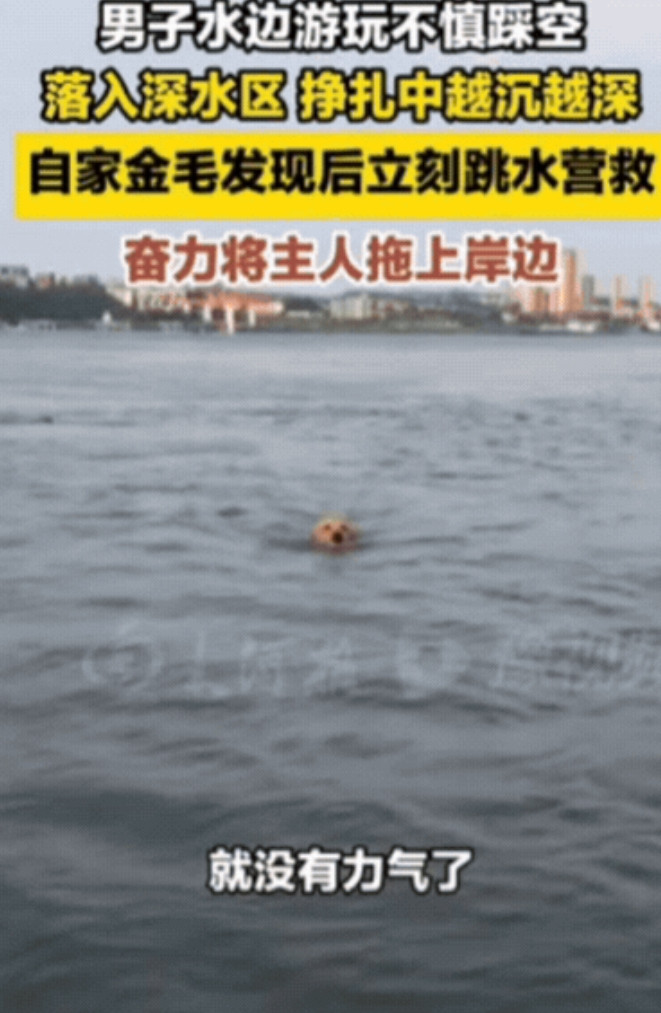 “太有灵性了！”湖北宜昌，男子在水边遛狗时，不慎踩空落入深水区，挣扎中呛了一口水