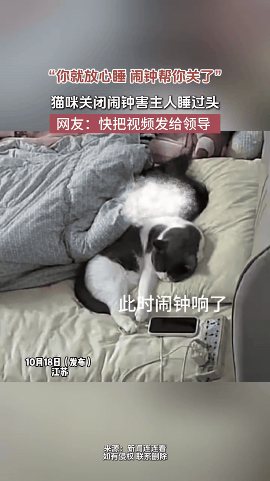 江苏，早上猫咪嫌主人的闹钟吵，贴心的帮主人直接关掉了闹钟。致使主人一觉睡到了中午