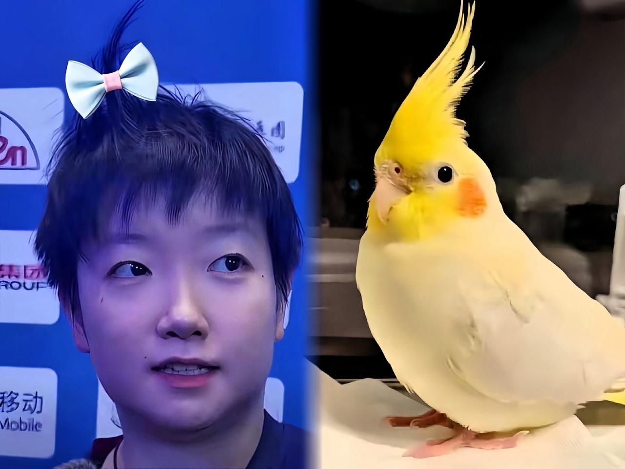 莎莎赛后随手抓的新发型，直接被网友玩坏了！这届网友是懂对比的，连发型一模