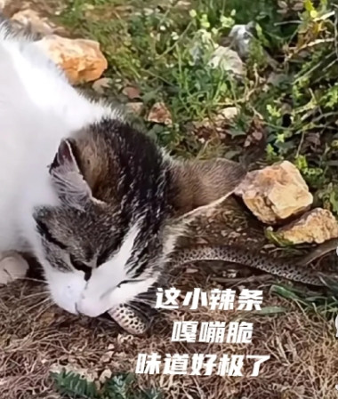 为什么毒蛇咬死人事件后，大家都自发的关注上流浪猫了？