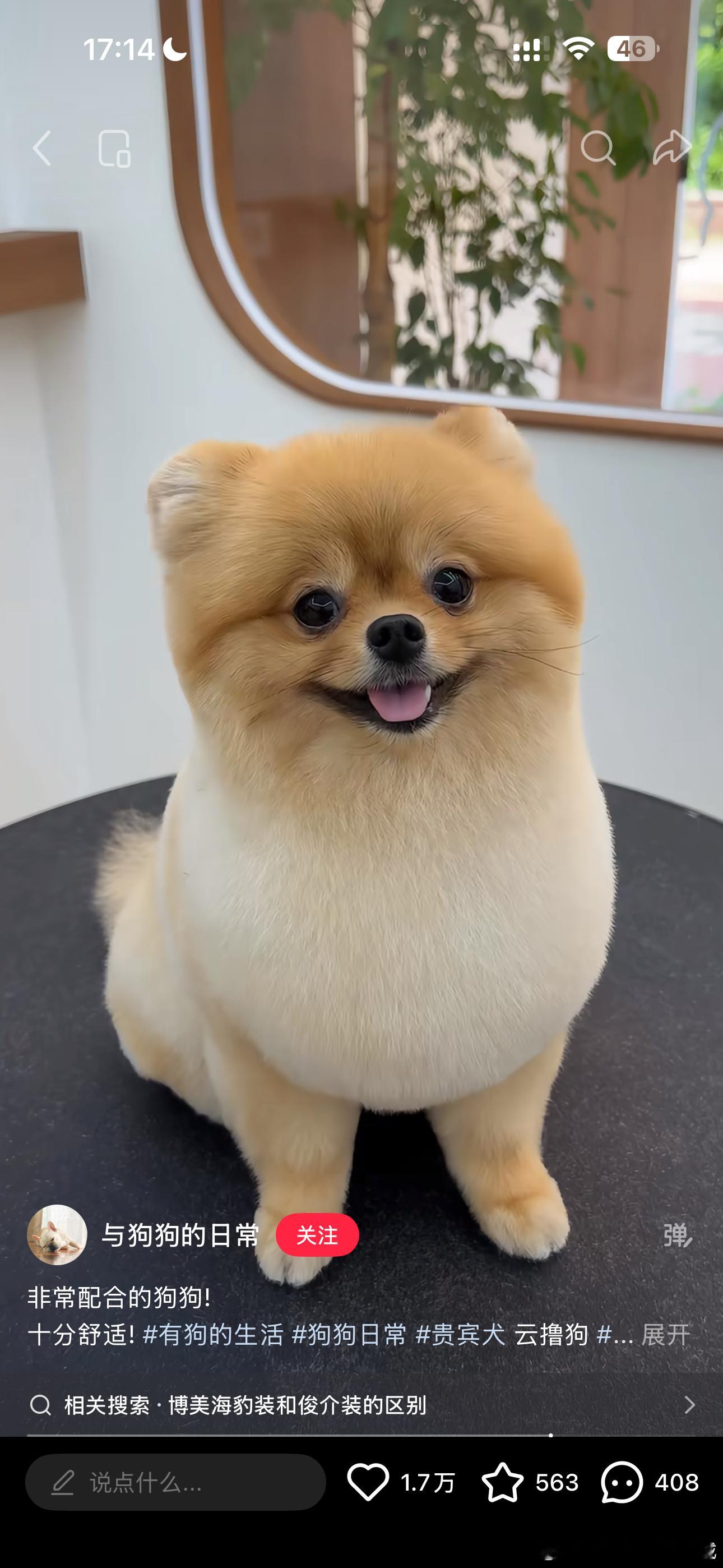 宠物美容很好但我还是喜欢小博美的毛肆意生长一副要炸开来的样子