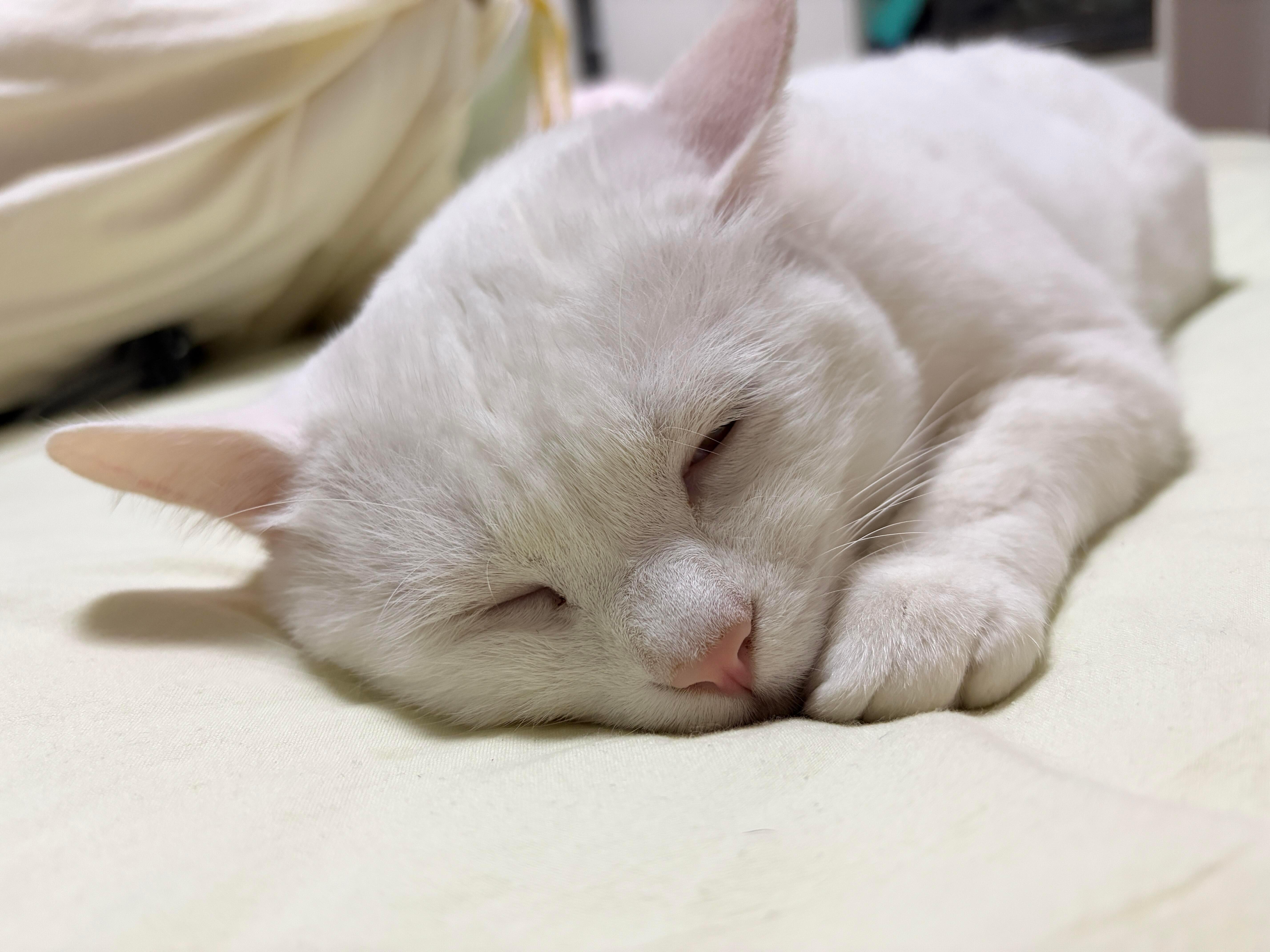 咪咪你怎么那么像一只大耗子！动物奇遇记