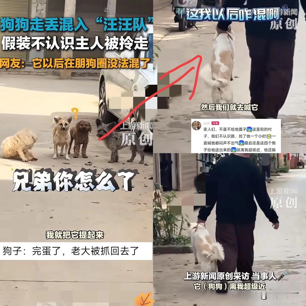 “狗脸都丢尽了！”云南，一只狗狗跟着主人出门，结果趁主人不注意偷偷溜走玩去了，然