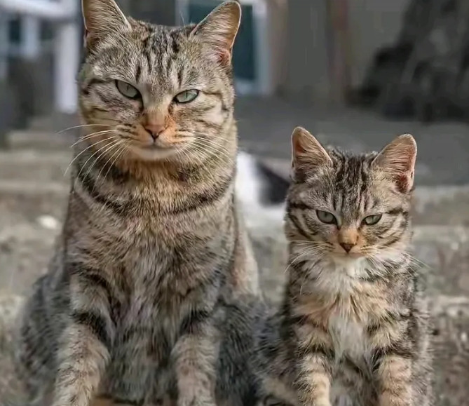 小区惊现「猫界丧彪」母子！狸花奶凶挠跑大狗，抓鼠后竟看不上猫罐头？