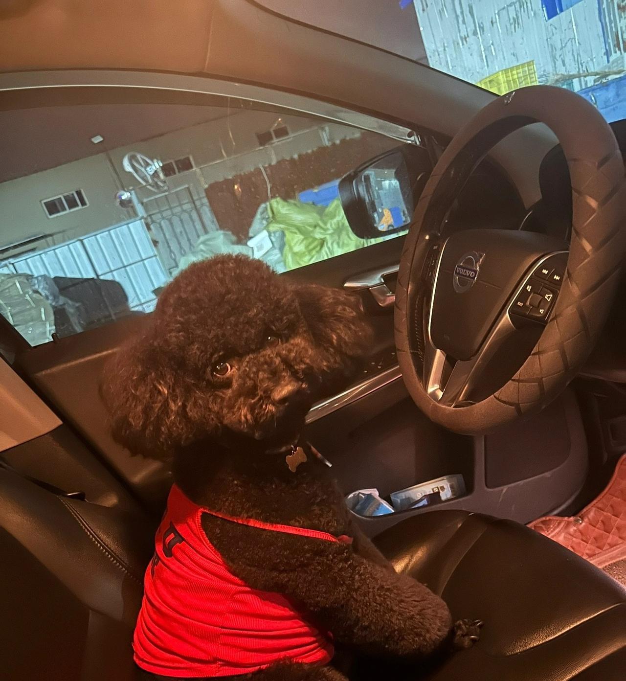 巨贵这种犬种它温和又怂，我想大家应该熟悉吧。我家百万可能身上有巨贵的基因它出门
