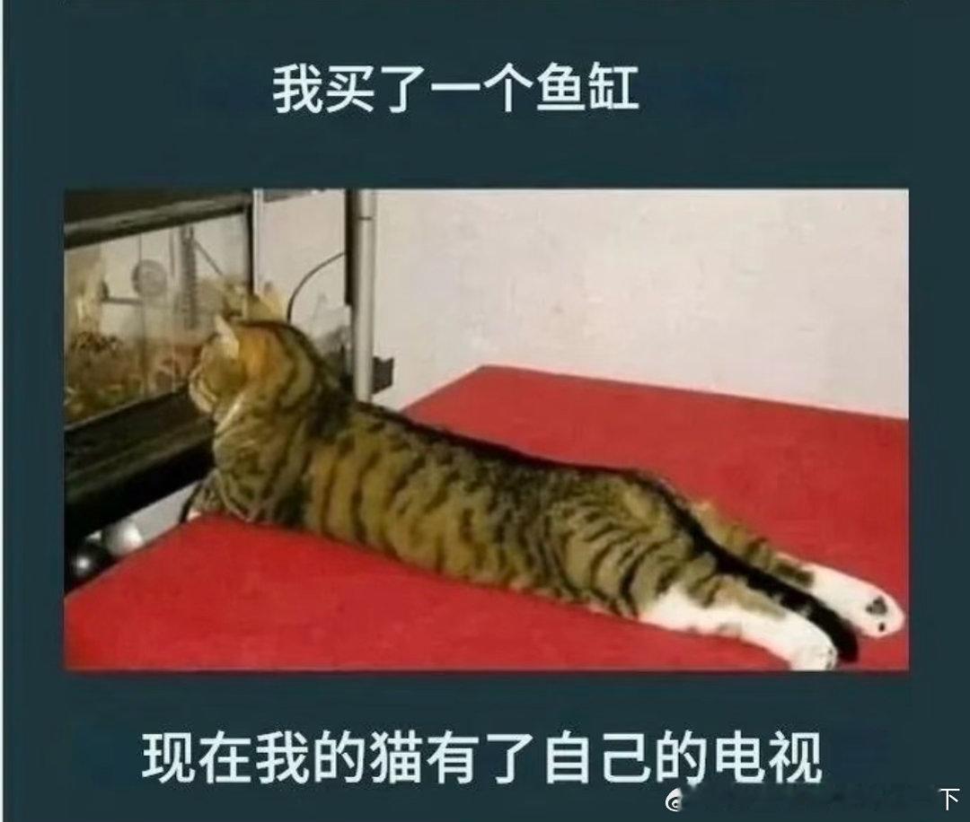 6609猫咪有了自己的电视
