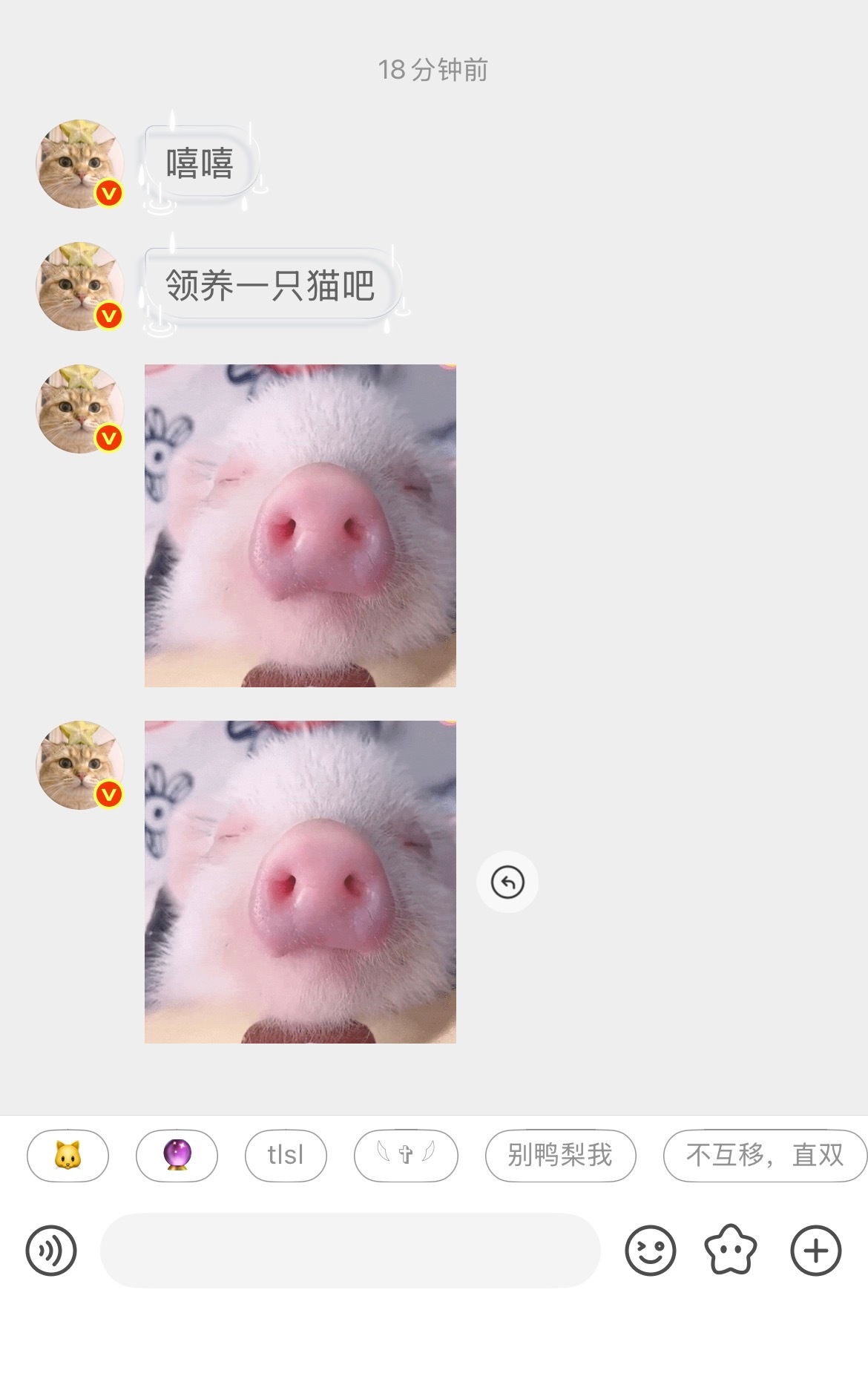什么猫教？
