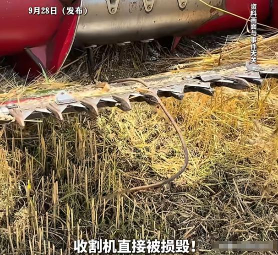 必须严惩！河北邢台，男子收割自家玉米地，收割机突然报警，下车检查发现玉米秆上被人