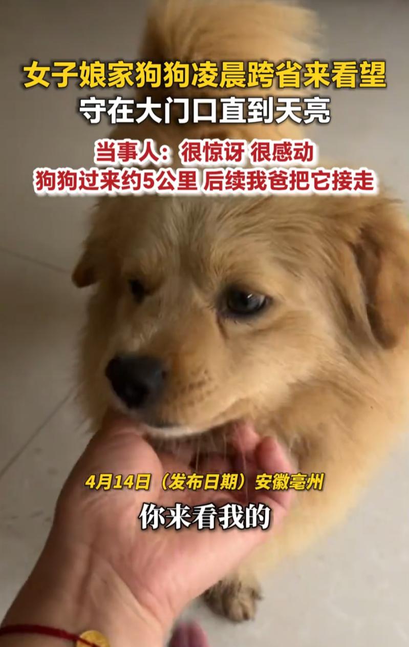 太有灵性了！安徽亳州，男子早上准备出门上班，打开门后却发现有一条小狗，而这条狗是