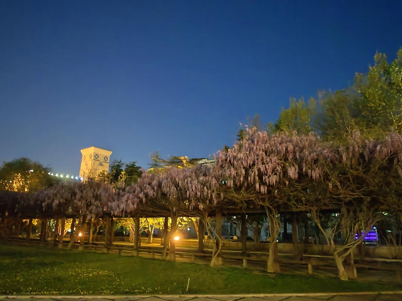 紫藤花紫藤花开新世纪广场松林广场东营文旅