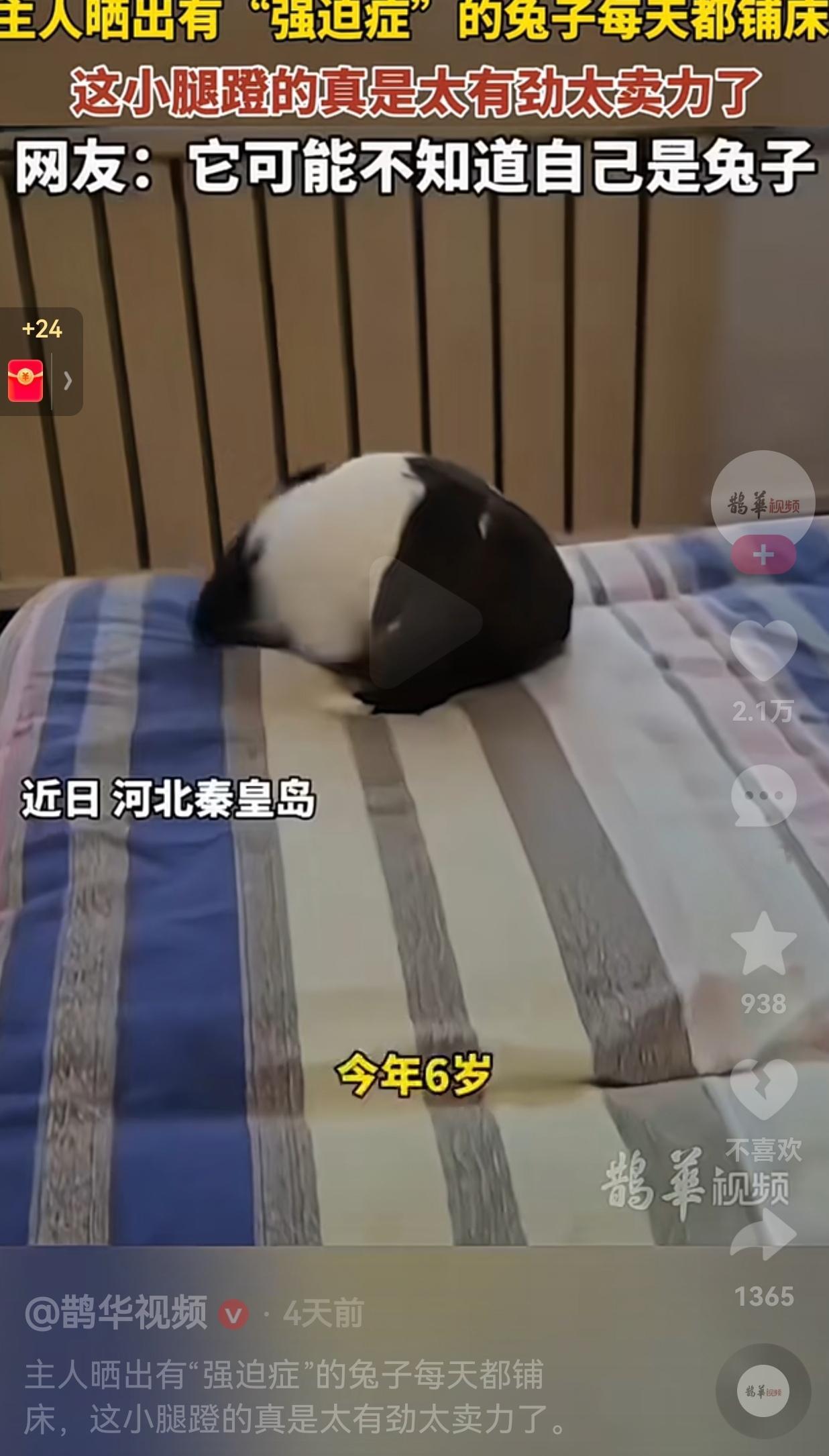 河北6岁兔子成精了！每天帮主人“强迫症式”铺床，网友笑疯：它可能以为自己是个人。