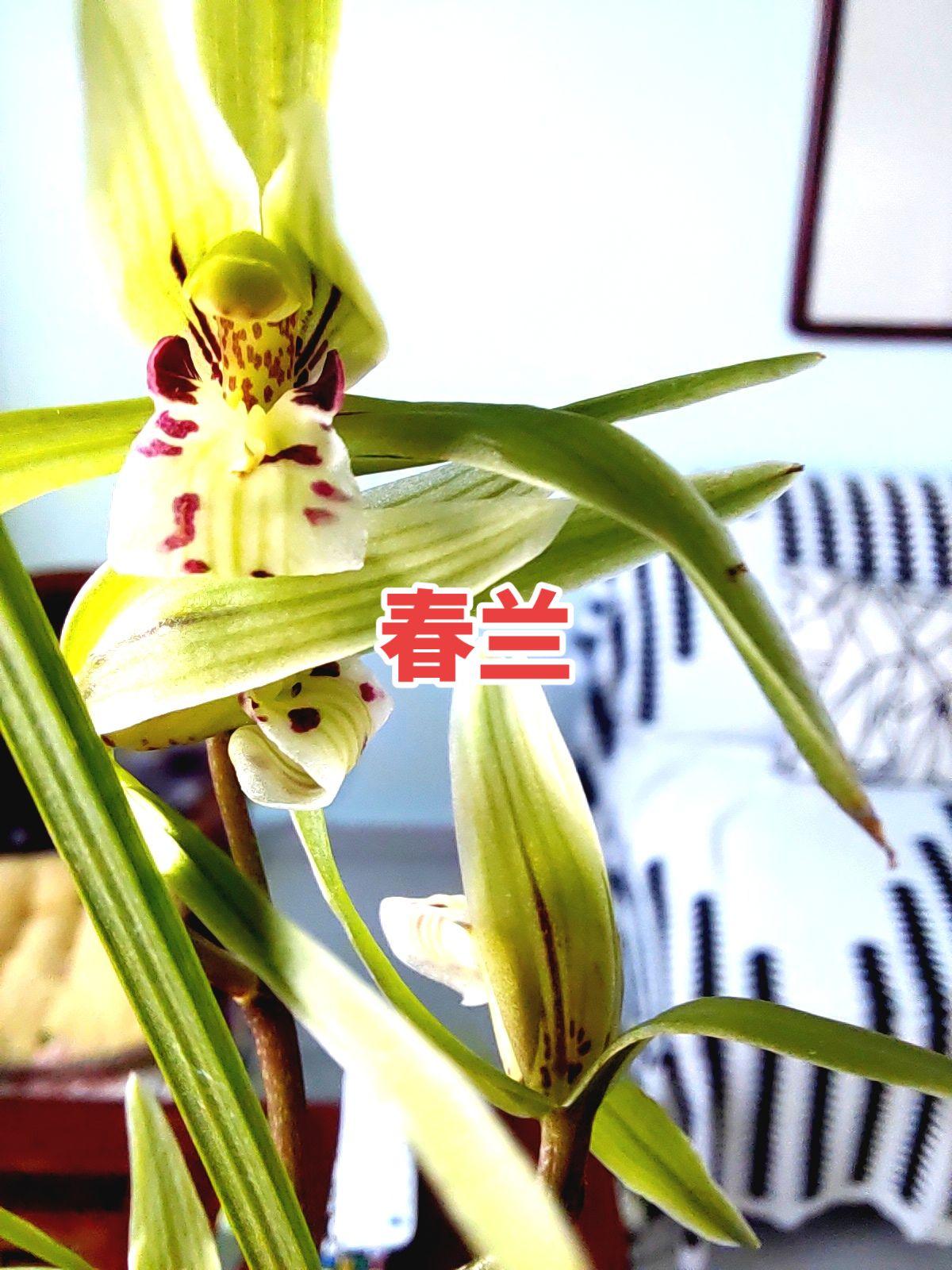 精品兰花兰花种植兰花欣赏原创作品兰花
