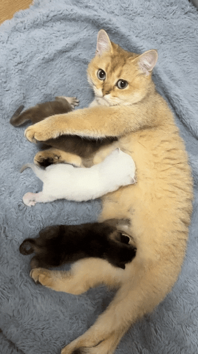 猫妈妈温柔带着一窝小猫崽，俩小家伙乖乖趴在那吃奶，还有一只乖乖钻怀里跟妈妈贴贴蹭