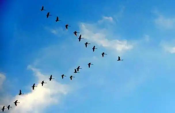 第一次意识到，燕子是没有国籍的。小时候以为燕子是我们中国的，南飞是往中国南方飞，