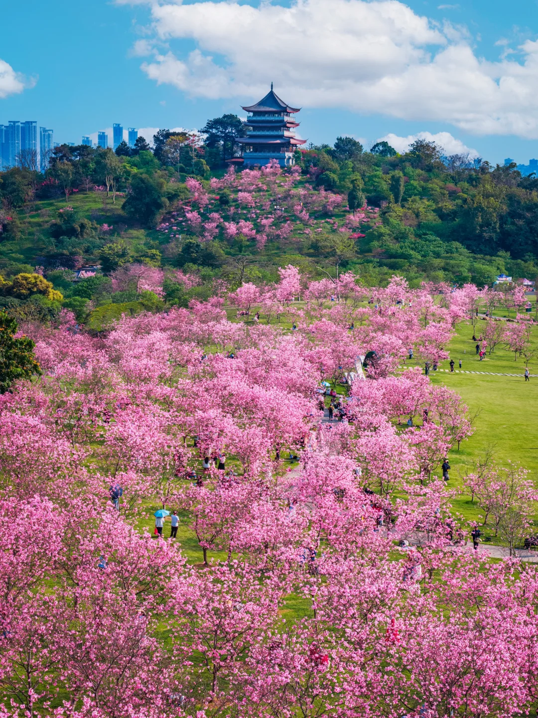南宁的春日顶流，已经被这里的樱花美哭了