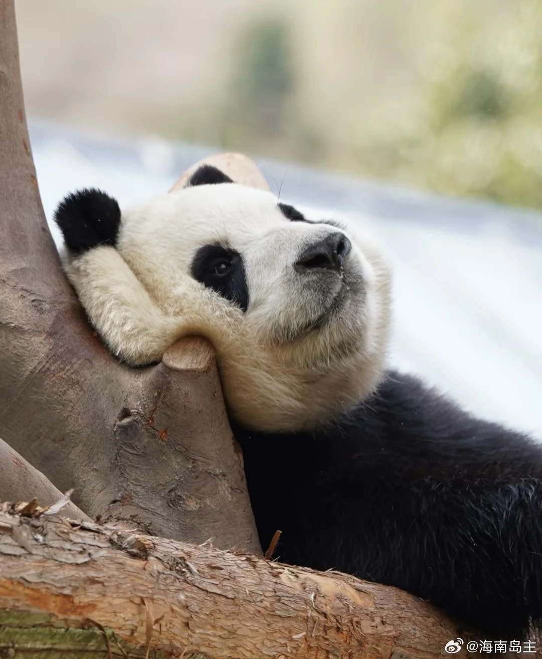 福宝，这什么造型？​​​