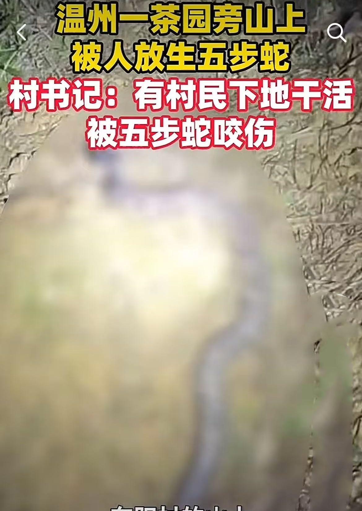 到底是放生还是杀生！温州苍南县灵溪镇一茶园，村民正在干活，突然脚下传来刺
