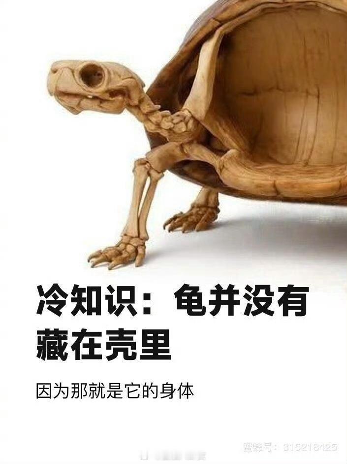 冷知识∶龟并没有藏在壳里