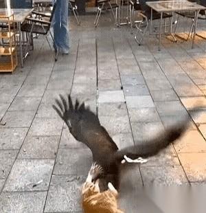 那只鹰，现在肯定在怀疑鹰生。真的，我跟你讲，它从天上冲下来的时候，那叫一个王者