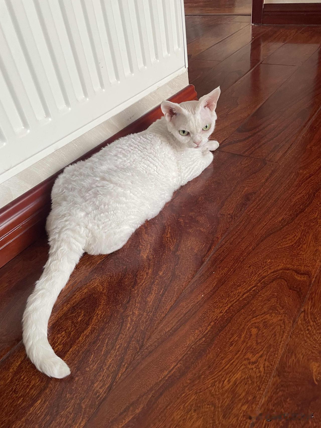我家小猫昨天开始，肠胃不适，今天得给它断食一天，小猫咪赶快好起来。
