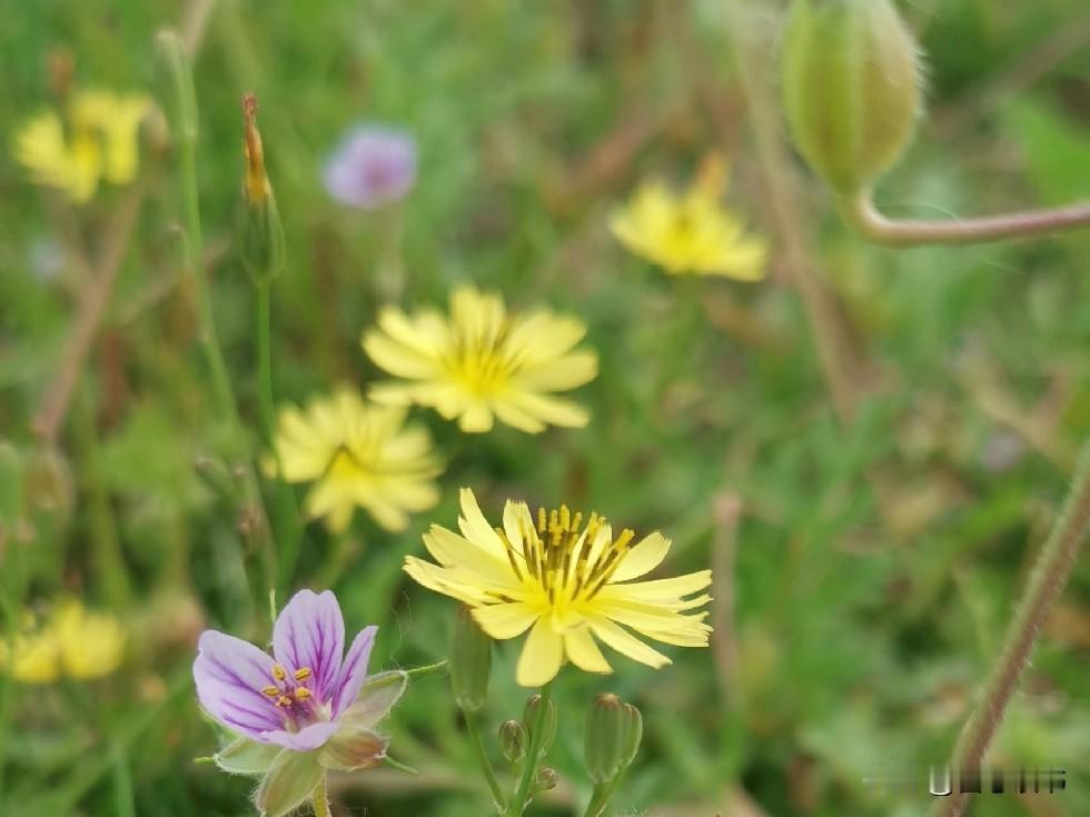 你可别不信哦！婆媳关系的好坏，关键由中间的这个男人决定。作为婆婆最清楚，儿媳妇