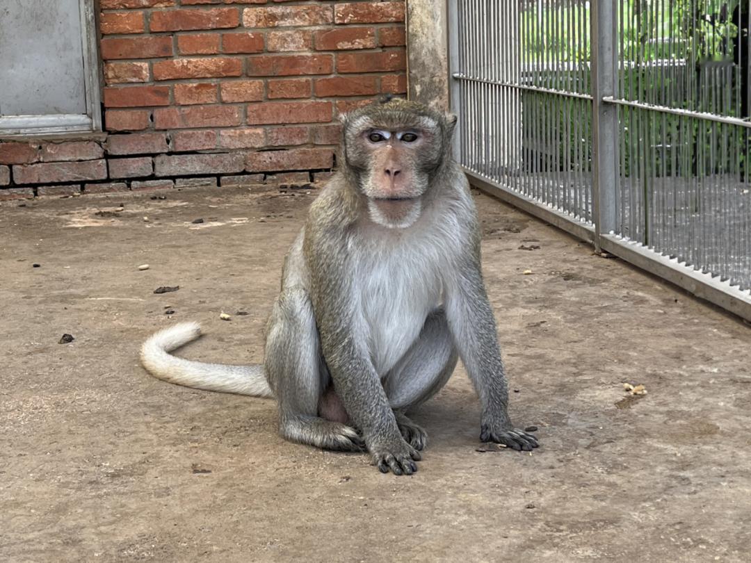 13万一只还抢不到！实验猴为啥成“天价网红”？深山里的猴子彻底火了！现在一