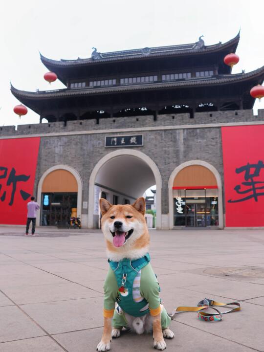 🐶∶来滇南的小城走一走