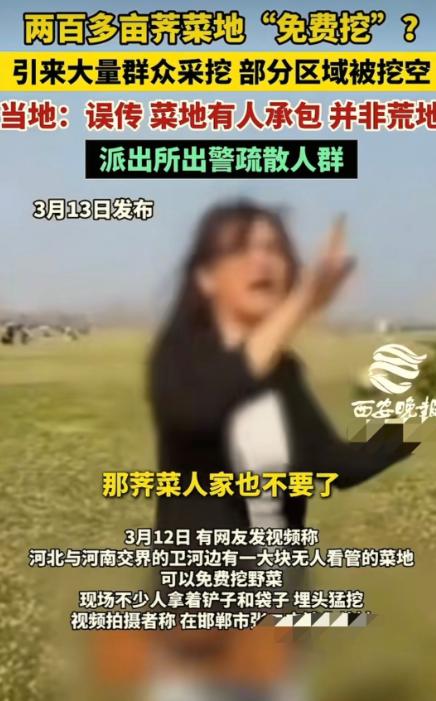 河南，菜农辛辛苦苦种植了200多亩的荠菜，自己还没来得及采摘，一个女子就传谣言，