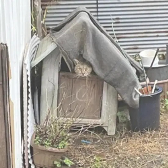 流浪猫每天都闯进院子睡狗窝，网友笑：它有房子啦偶然的一天，女子抓拍到一只