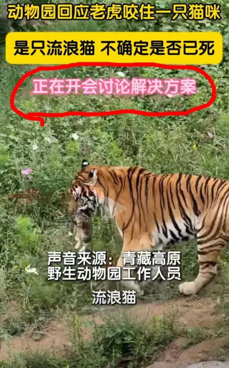 今天看了一个视频挺有意思的，一只猫咪误入虎园，被一只老虎逮住叼走了，网上热度很大