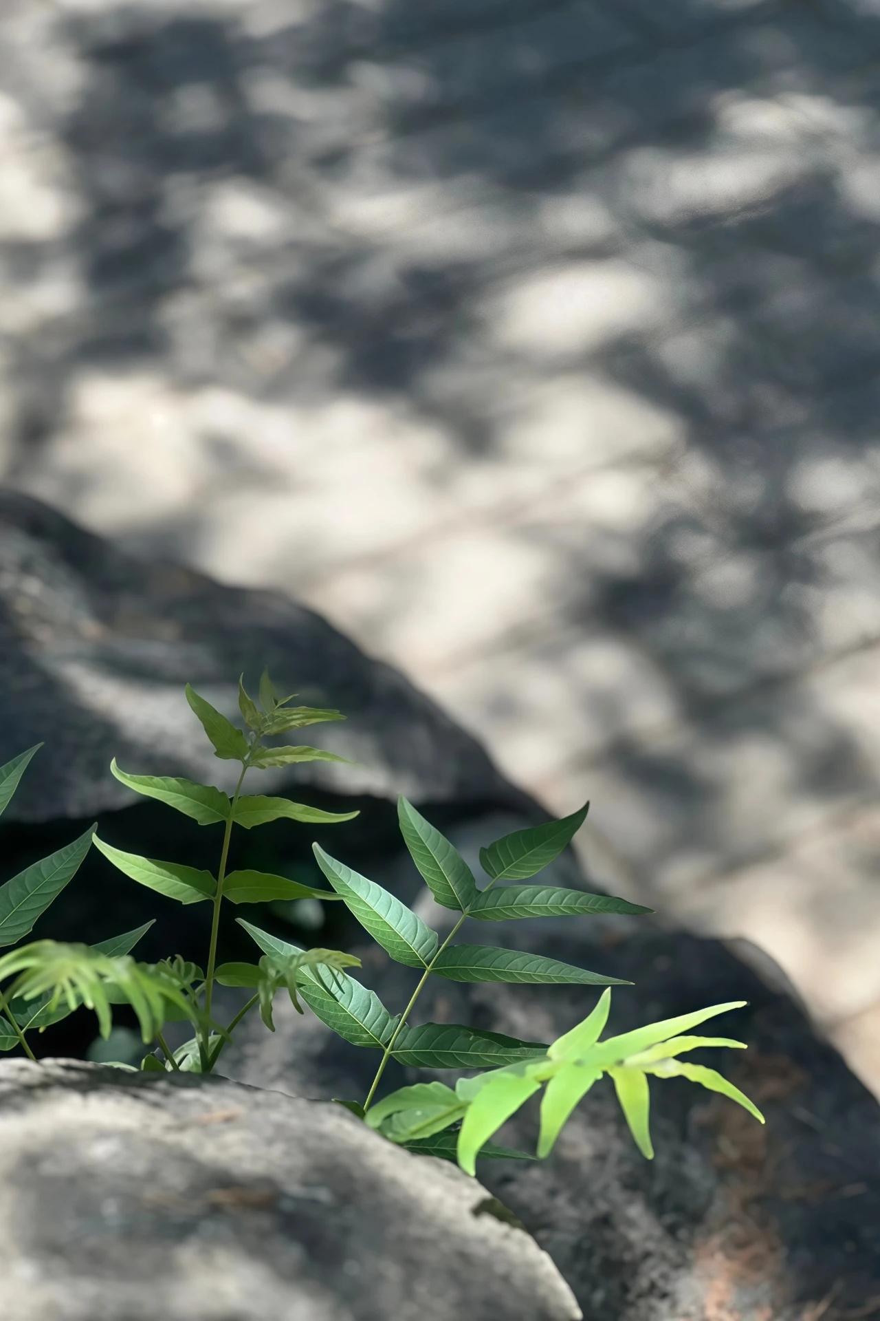 烟火人间，各有遗憾，求不得是常态，不圆满是生活。杨绛先生曾说过：“时光煮雨，