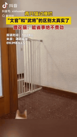 被新华社的这个视频笑得肚子疼。两只猫过栅栏。橘猫纵身一跃，潇洒窜过栅栏出去了