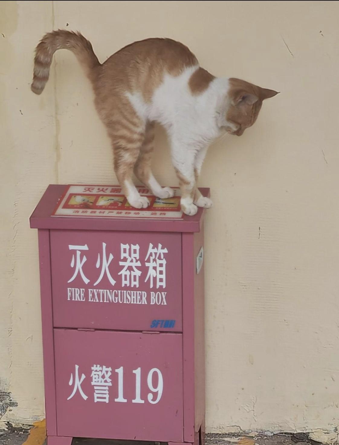 灶房旁的橘猫，名字叫二狗，是只公的，流浪在这八年了，具体多大年龄，谁也不知道它来