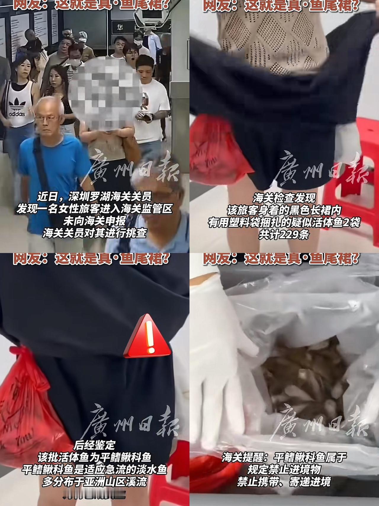 这下出名了，​不仅深圳，全国人民都知道了！黑裙女子把229条平鳍鳅科鱼绑