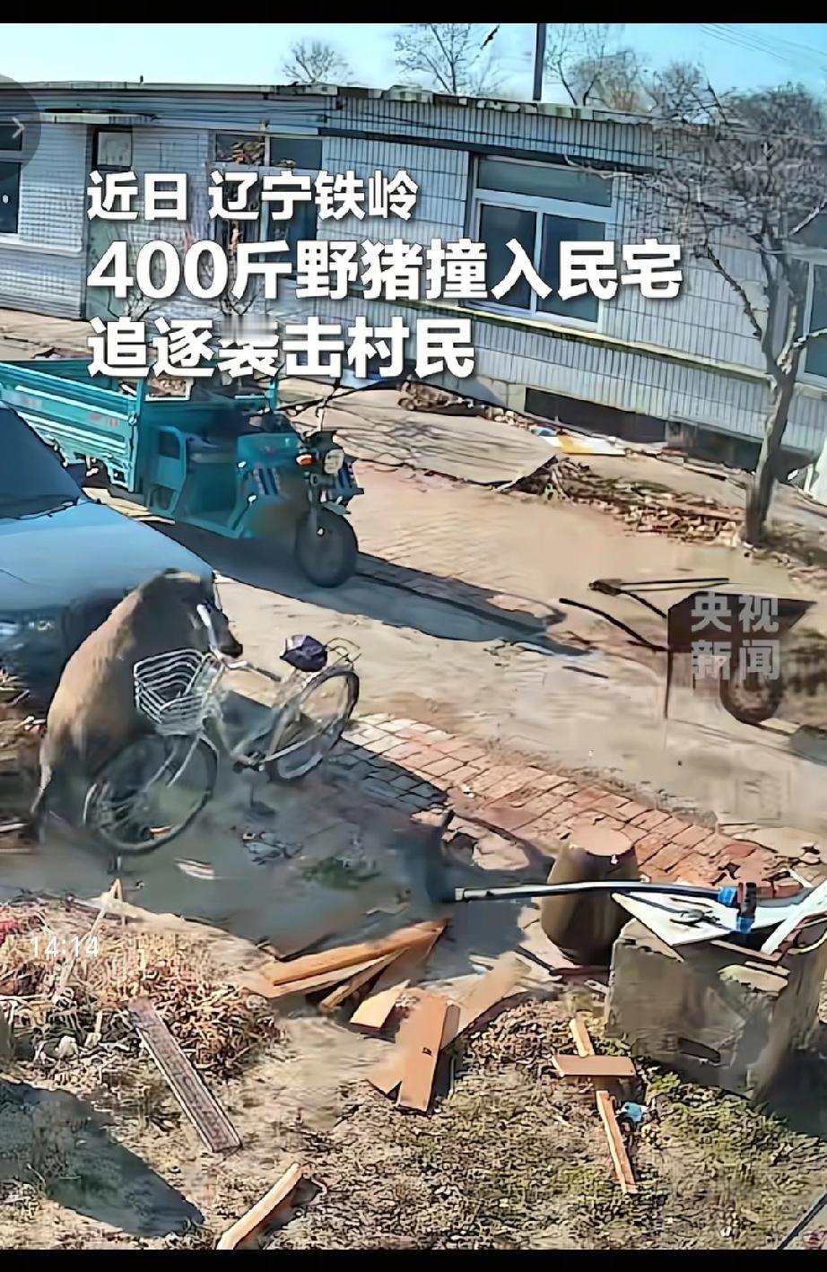 近日，一只重达400斤的野猪撞入辽宁铁岭一村民的住宅，追逐袭击村民撞倒院子里的自