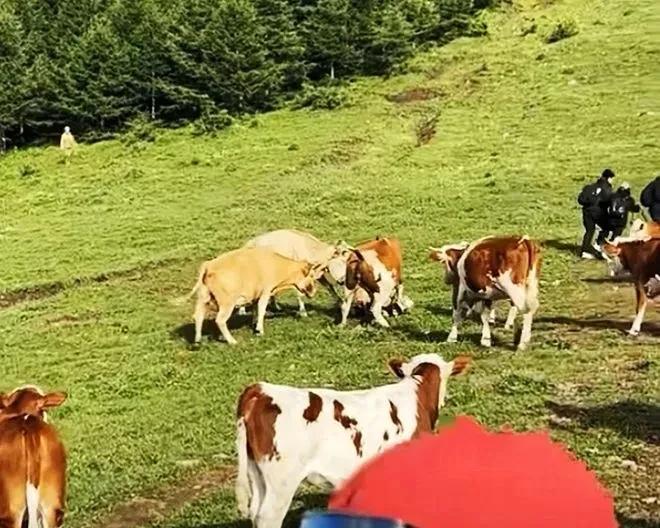 “喂牛吃牛肉，这是人能干出来的事吗？”近日，有视频显示，多位游客在山西忻州五台