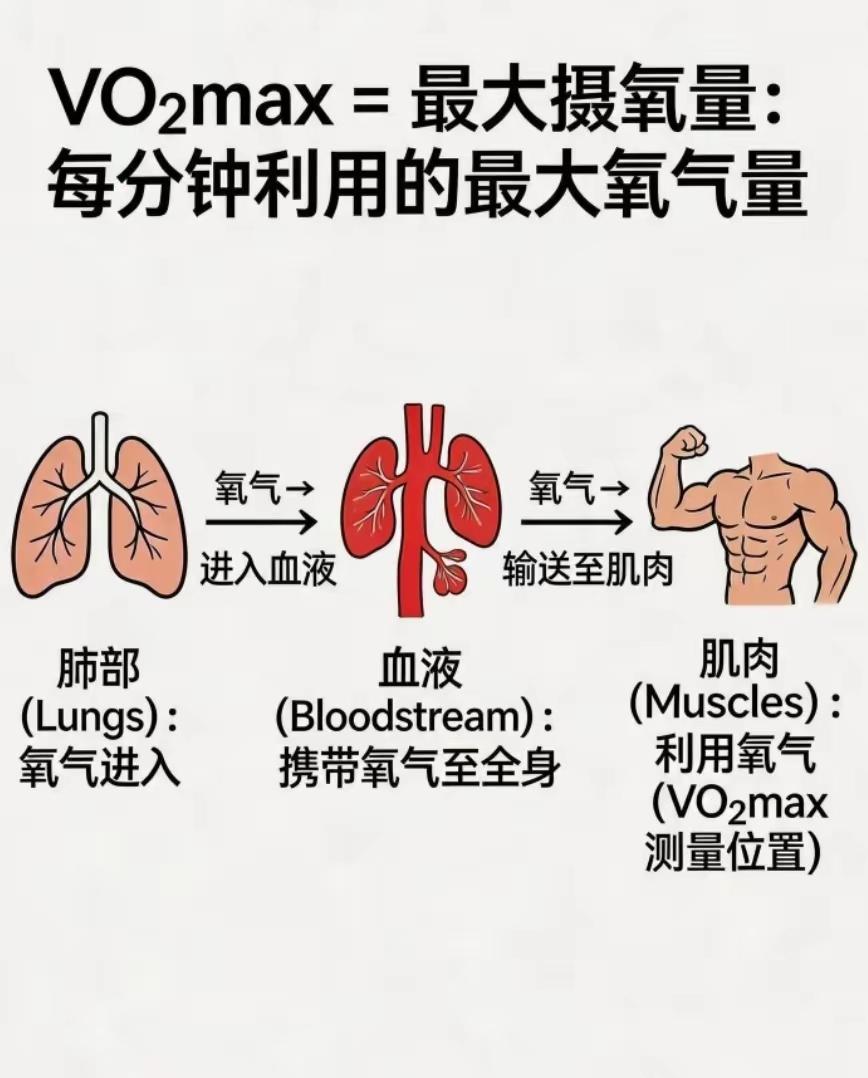 四大世界级体能硬核标准！运动员专属门槛，普通人切勿盲目挑战运动医学界公认四项顶