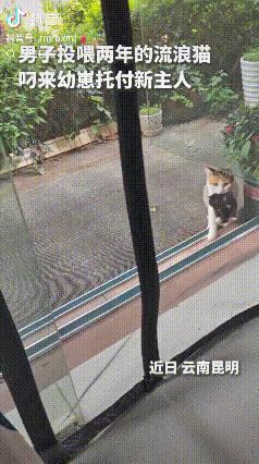 泪目了。云南昆明，一只警惕性极高的流浪三花猫，被店主连续投喂两年，始终不肯亲近他