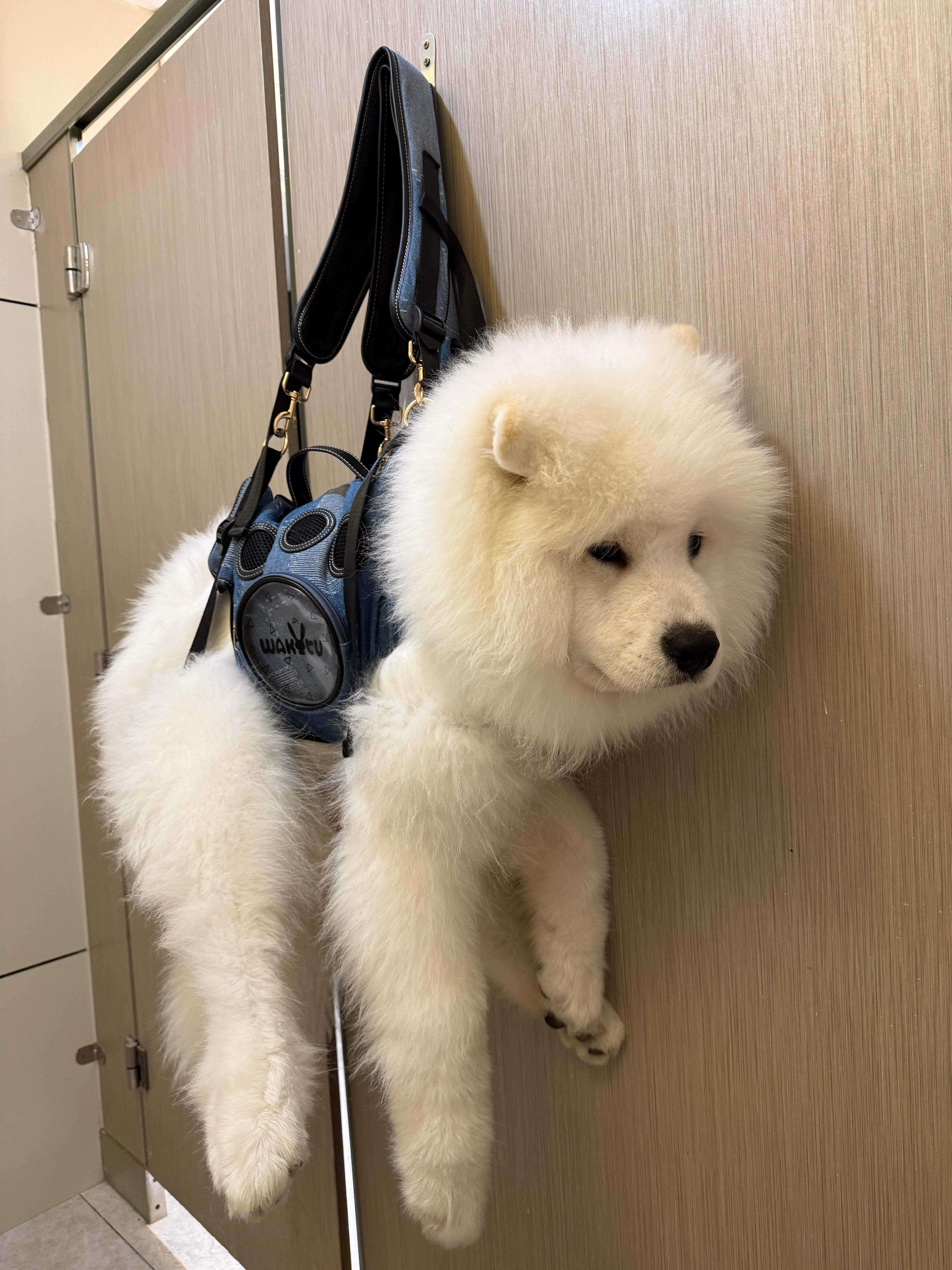一个人带狗又想上厕所时​​​